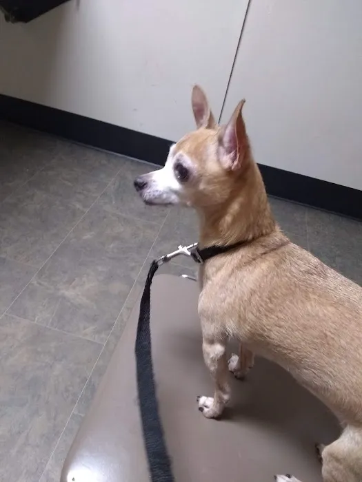 North Augusta Animal Hospital 1