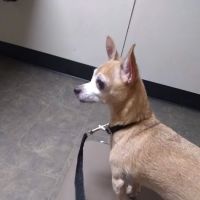 North Augusta Animal Hospital ico