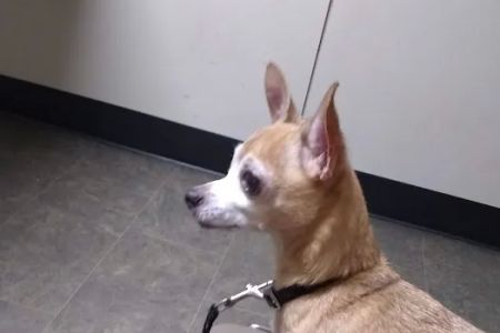 North Augusta Animal Hospital