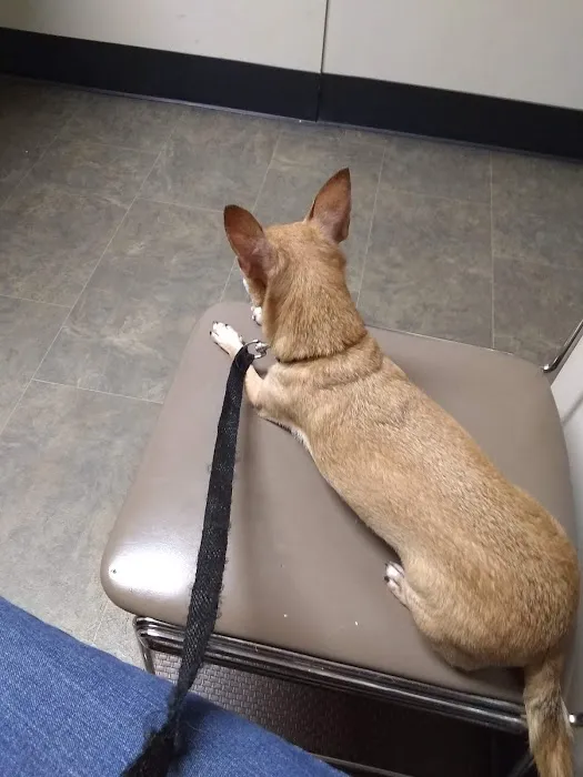 North Augusta Animal Hospital 9