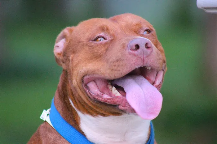 North Augusta Animal Hospital 7