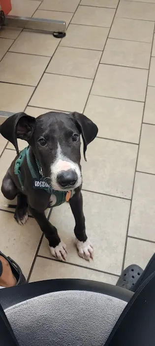 Phenix Animal Hospital: Mitchell A H DVM 3