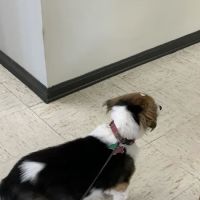 Caldwell Veterinary Clinic ico