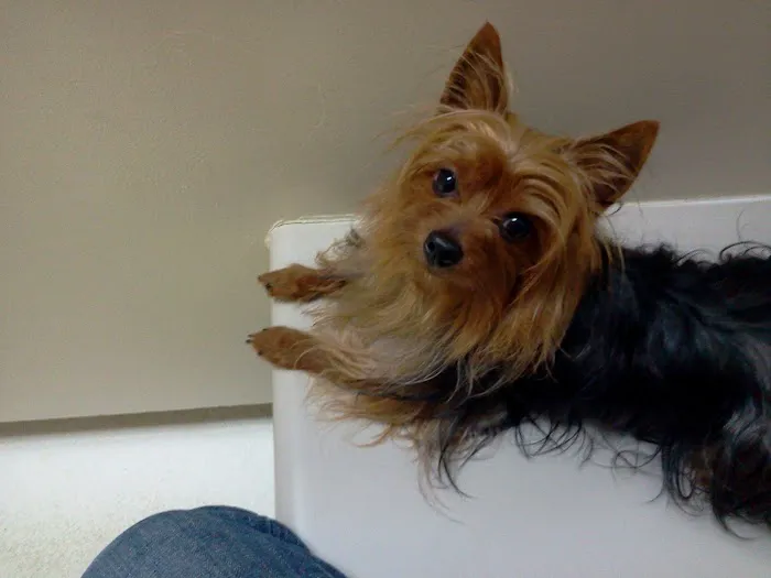Companion Animal Hospital, LLC 9