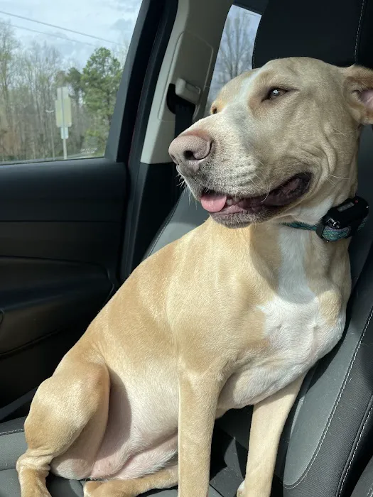 Companion Animal Hospital, LLC 6