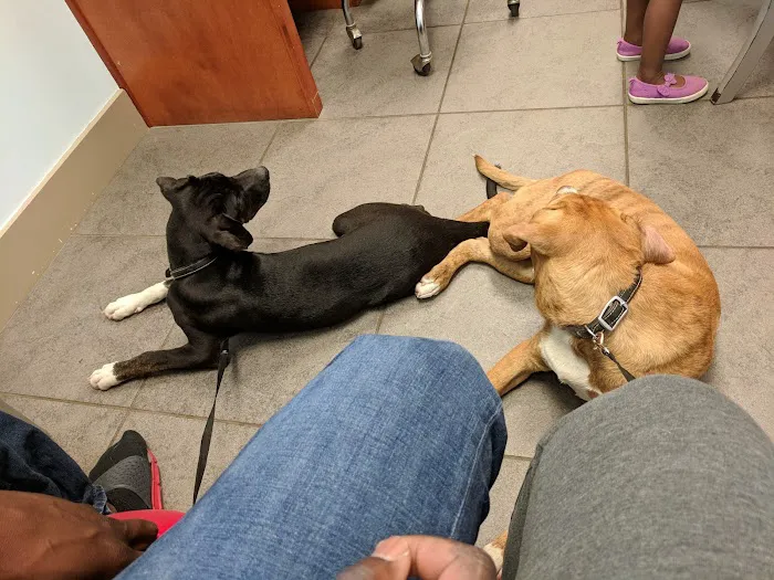 Companion Animal Hospital, LLC 3