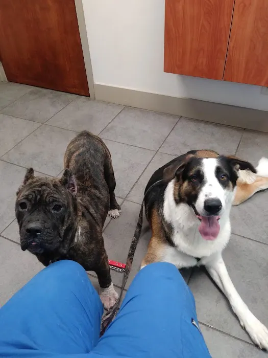 Companion Animal Hospital, LLC 8