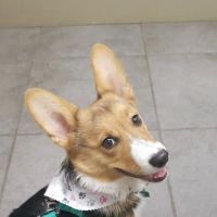 Companion Animal Hospital, LLC ico