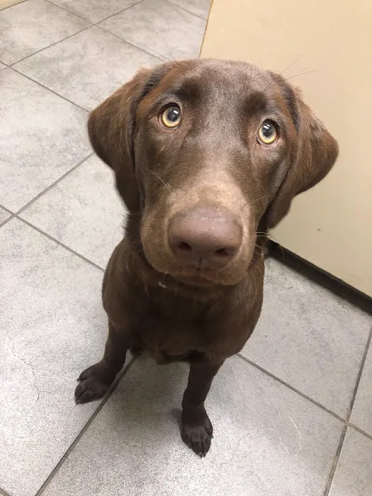 Companion Animal Hospital, LLC 10