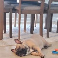 Smiths Station Animal Hospital ico