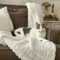 Green Cove Animal Hospital ico