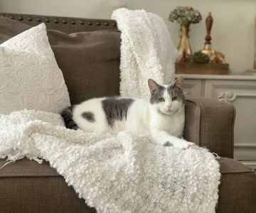 Green Cove Animal Hospital