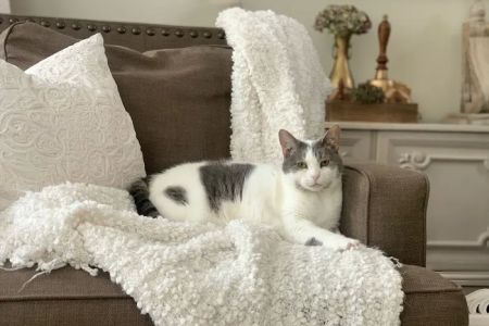 Green Cove Animal Hospital
