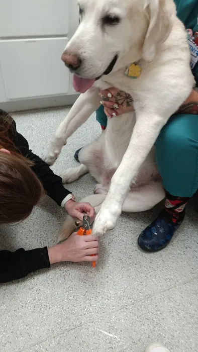 Green Cove Animal Hospital 7