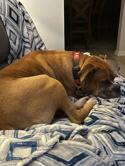 Green Cove Animal Hospital 5