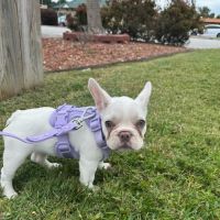 Plantation Animal Hospital ico