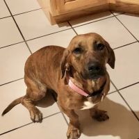 Crescent City Animal Health Center ico