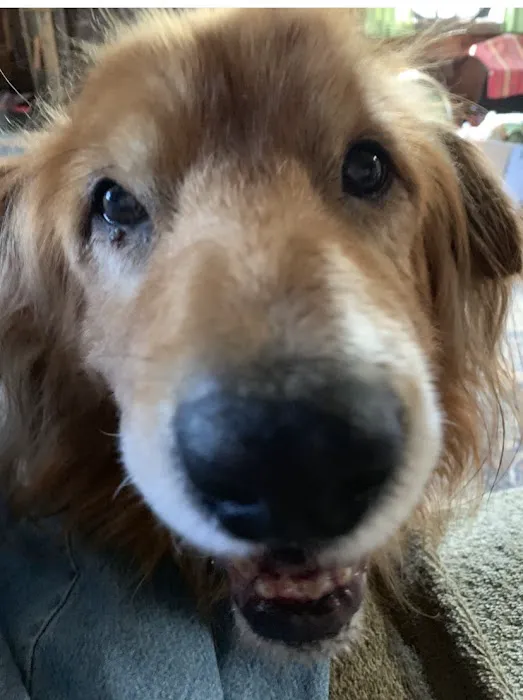 Crescent City Animal Health Center: Grossman Dan DVM 12