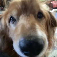 Crescent City Animal Health Center: Grossman Dan DVM ico