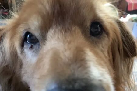 Crescent City Animal Health Center: Grossman Dan DVM
