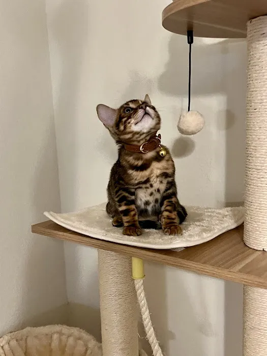 bengal kittens in palm coast Moondustbengal 5