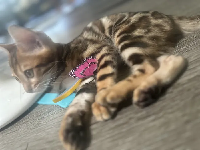 bengal kittens in palm coast Moondustbengal 3
