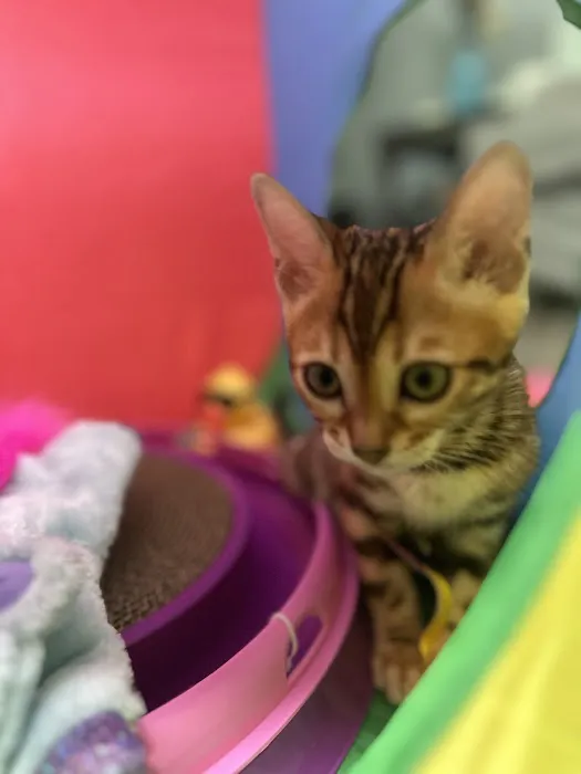 bengal kittens in palm coast Moondustbengal 9