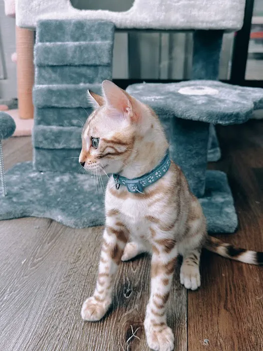 bengal kittens in palm coast Moondustbengal 2
