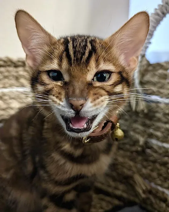 bengal kittens in palm coast Moondustbengal 7