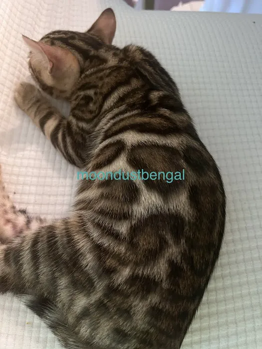 bengal kittens in palm coast Moondustbengal 6