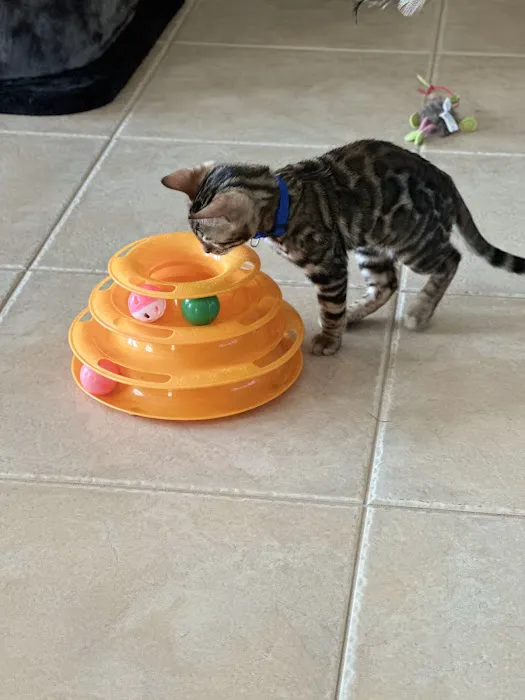 bengal kittens in palm coast Moondustbengal 8