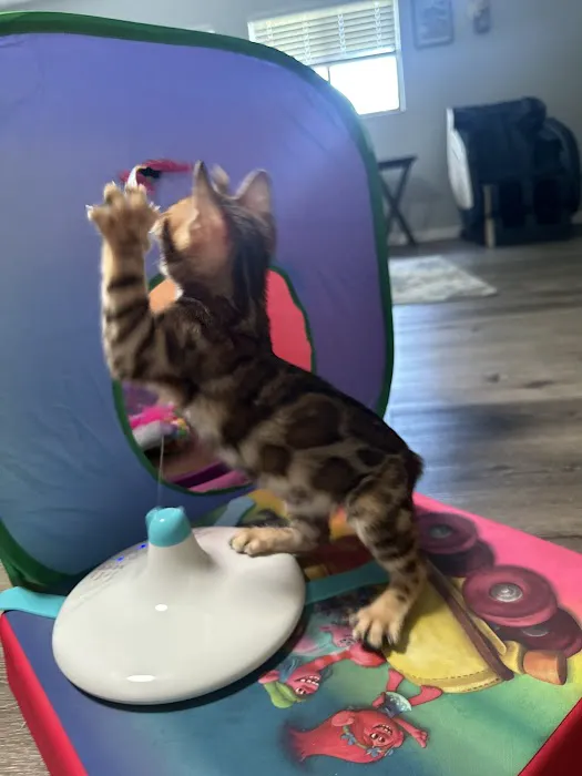 bengal kittens in palm coast Moondustbengal 1