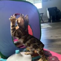 bengal kittens in palm coast Moondustbengal ico