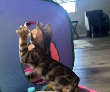 bengal kittens in palm coast Moondustbengal