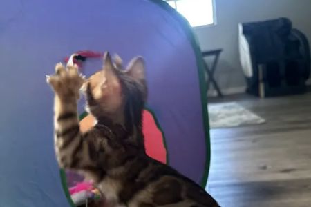 bengal kittens in palm coast Moondustbengal