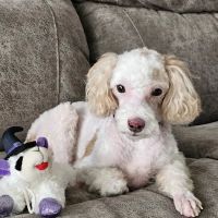 Chimney Lakes Animal Hospital ico