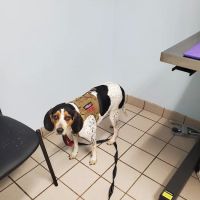 Fleming Island Pet Clinic: Antar Randa DVM ico