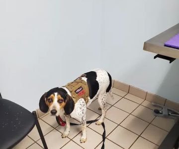 Fleming Island Pet Clinic: Antar Randa DVM