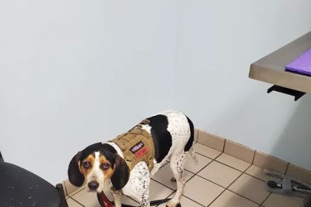 Fleming Island Pet Clinic: Antar Randa DVM
