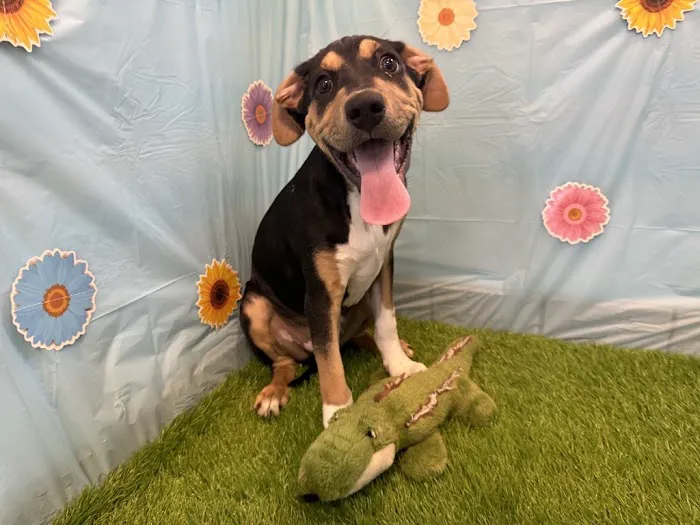VCA Fleming Island Animal Hospital 12