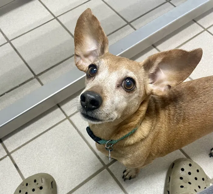 VCA Fleming Island Animal Hospital 12