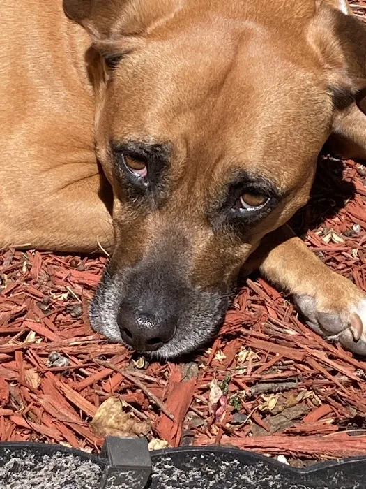 Kingsley Animal Hospital 6