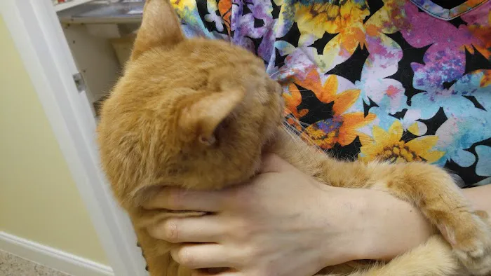 Kingsley Animal Hospital 1