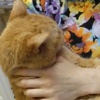 Kingsley Animal Hospital ico