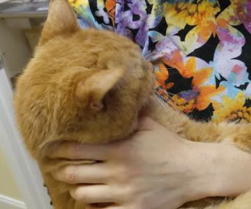 Kingsley Animal Hospital