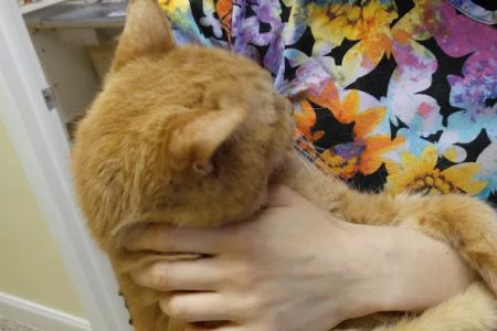 Kingsley Animal Hospital