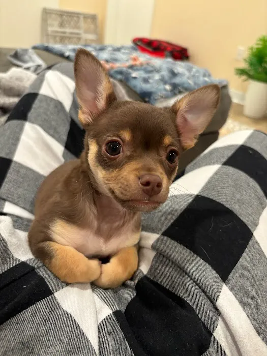 Kingsley Animal Hospital 7
