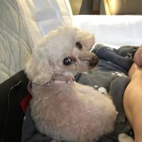 Veterinary Dental Specialties & Oral Surgery ico
