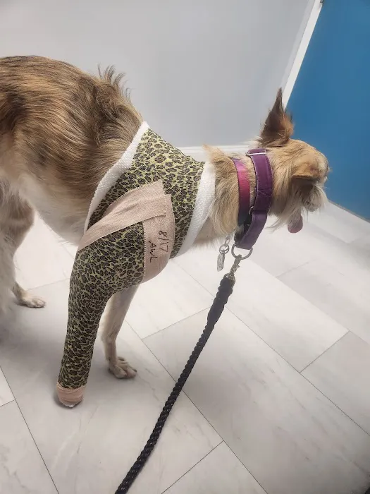 Focused Pet Care 12