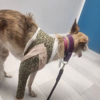 Focused Pet Care ico